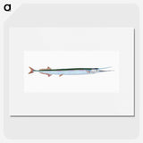 1-79_The-Natural-History-of-British-Fishes_picture