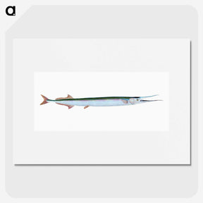 1-79_The-Natural-History-of-British-Fishes_picture