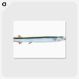 1-79_The-Natural-History-of-British-Fishes_postcard
