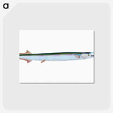 1-79_The-Natural-History-of-British-Fishes_postcard