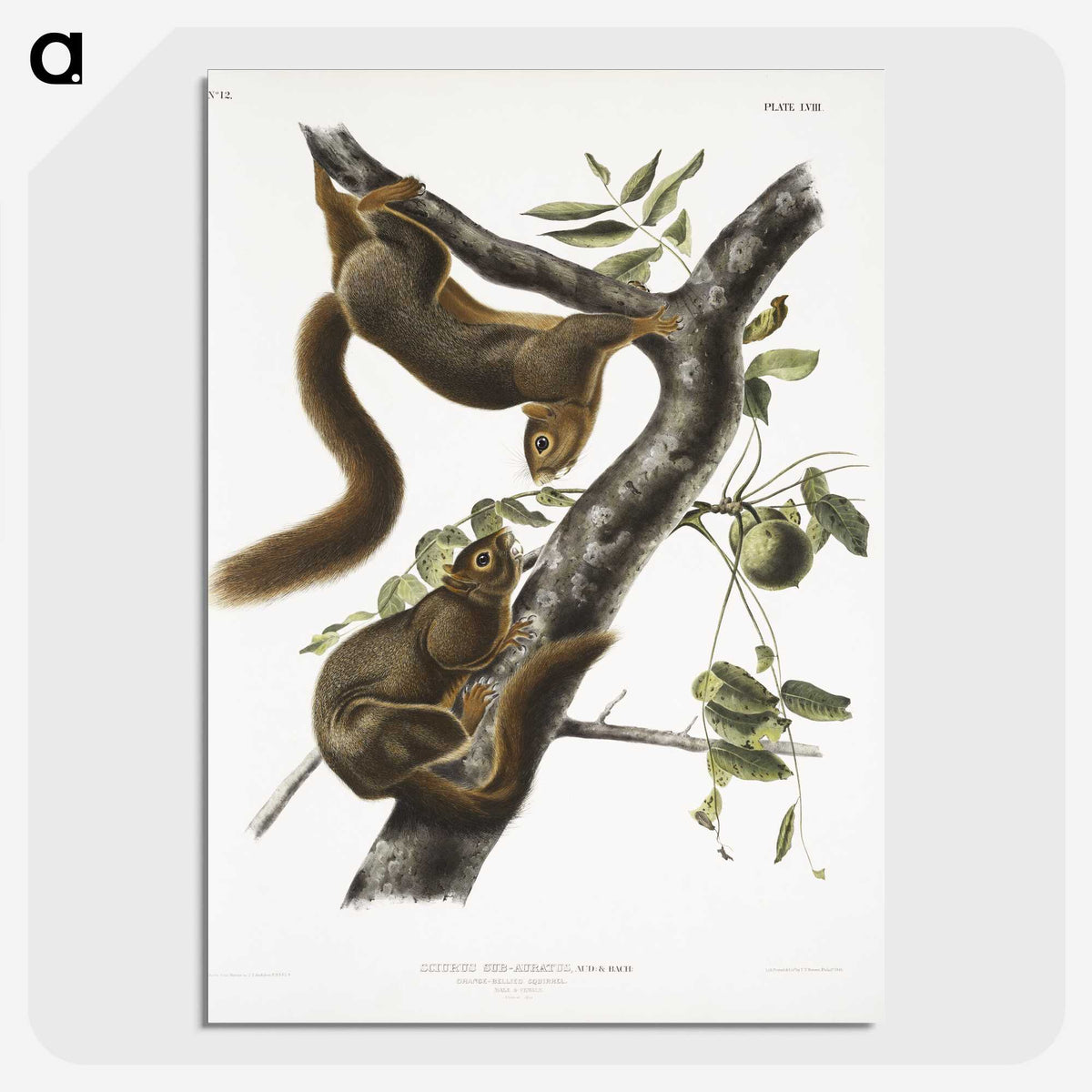 1-79_The-Viviparous-Quadrupeds_picture-crop