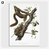 1-79_The-Viviparous-Quadrupeds_picture-crop