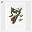 1-79_The-Viviparous-Quadrupeds_picture