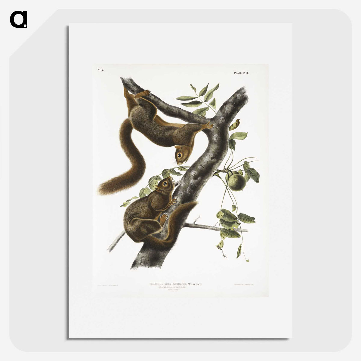 1-79_The-Viviparous-Quadrupeds_picture