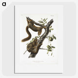 1-79_The-Viviparous-Quadrupeds_picture
