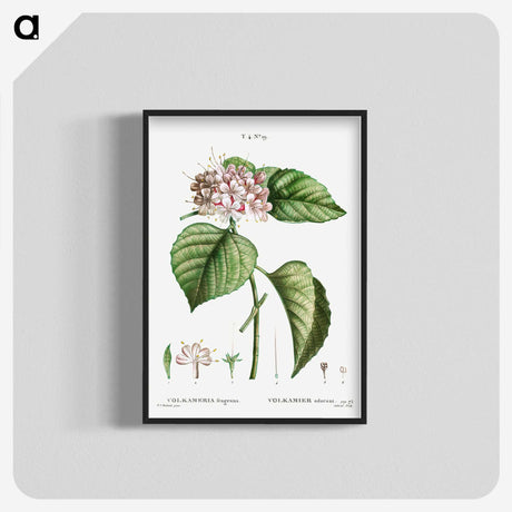 1-79_Treatise-on-Trees-and-Shrubs_blk-crop