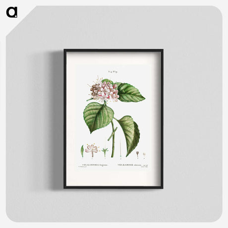 1-79_Treatise-on-Trees-and-Shrubs_blk