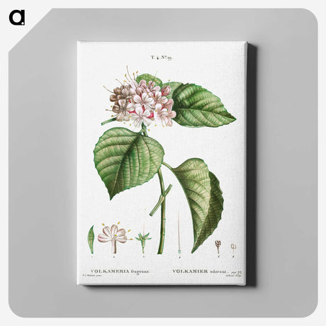 1-79_Treatise-on-Trees-and-Shrubs_canvas