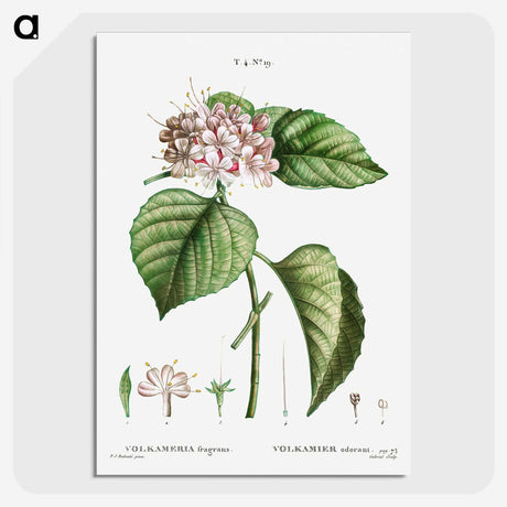 1-79_Treatise-on-Trees-and-Shrubs_picture-crop