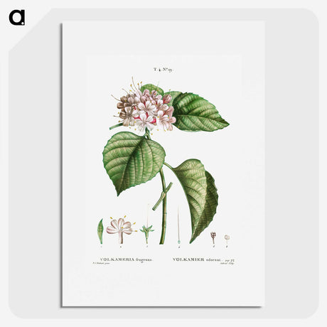 1-79_Treatise-on-Trees-and-Shrubs_picture