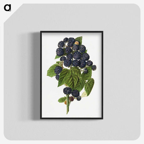 1-79_USDA-Watercolor-Fruit-Painting-Collection_blk-crop
