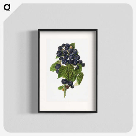 1-79_USDA-Watercolor-Fruit-Painting-Collection_blk