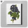 1-79_USDA-Watercolor-Fruit-Painting-Collection_canvas