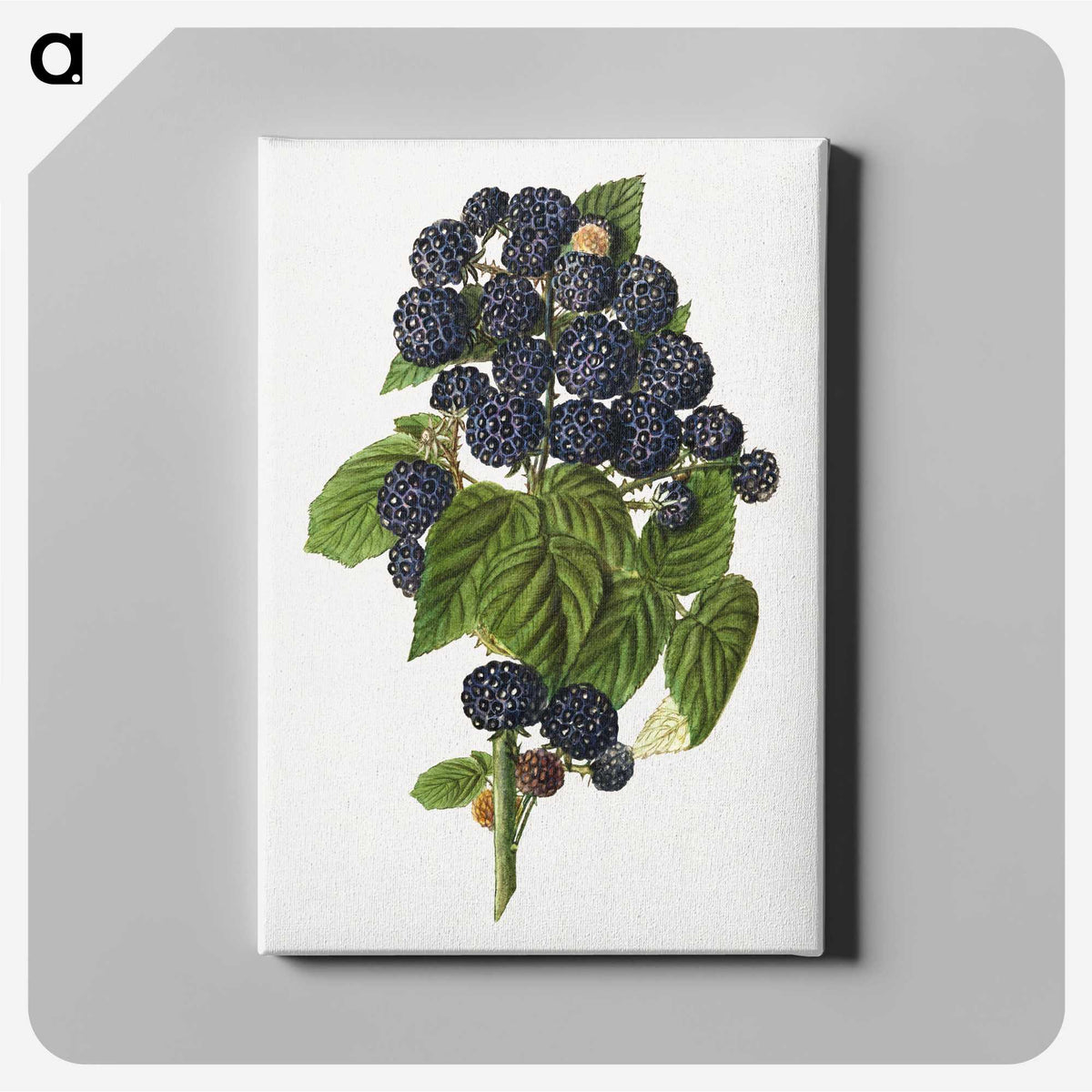 1-79_USDA-Watercolor-Fruit-Painting-Collection_canvas