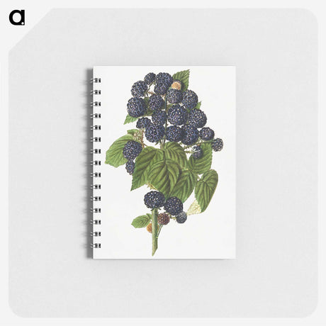1-79_USDA-Watercolor-Fruit-Painting-Collection_memo
