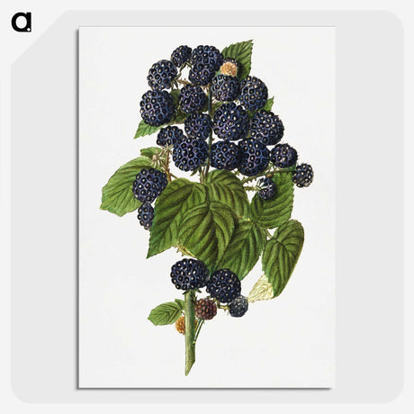 1-79_USDA-Watercolor-Fruit-Painting-Collection_picture-crop