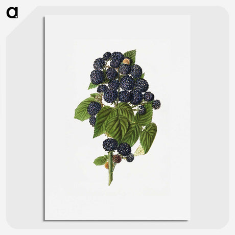 1-79_USDA-Watercolor-Fruit-Painting-Collection_picture