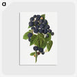 1-79_USDA-Watercolor-Fruit-Painting-Collection_postcard