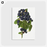 1-79_USDA-Watercolor-Fruit-Painting-Collection_postcard
