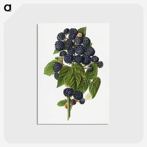 1-79_USDA-Watercolor-Fruit-Painting-Collection_postcard