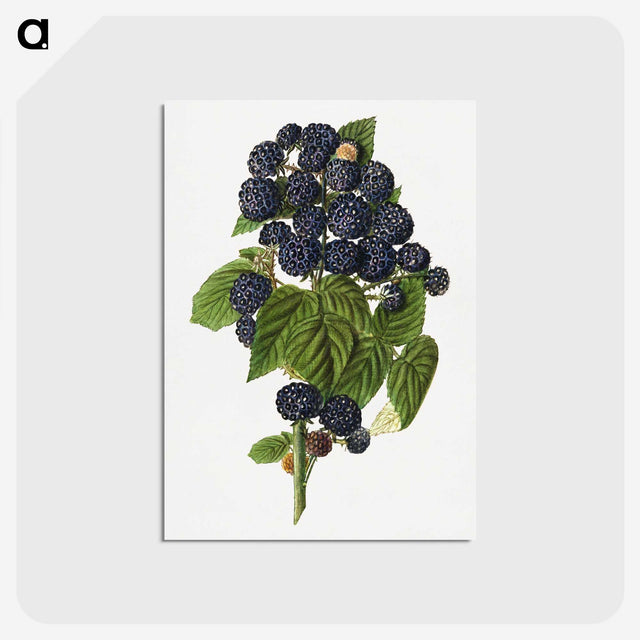1-79_USDA-Watercolor-Fruit-Painting-Collection_postcard