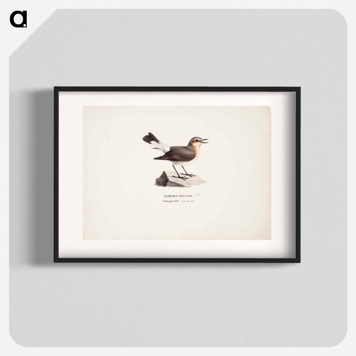 Female northern wheatear in spring - Wilhelm von Wright Poster.