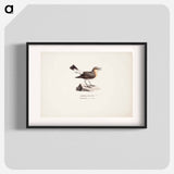 Female northern wheatear in spring - Wilhelm von Wright Poster.