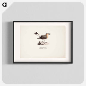 アートポスター-Female northern wheatear in spring - ヴィルヘルム フォン ライト Poster.