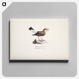Female northern wheatear in spring - ヴィルヘルム フォン ライト Canvas.