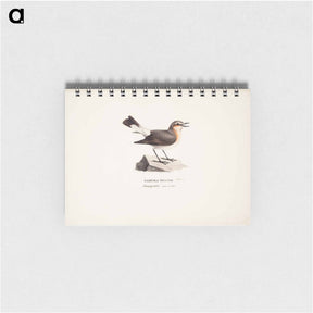 アートメモ帳-Female northern wheatear in spring - ヴィルヘルム フォン ライト Memo.