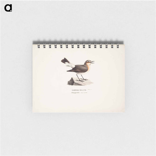 Female northern wheatear in spring - ヴィルヘルム フォン ライト Memo.