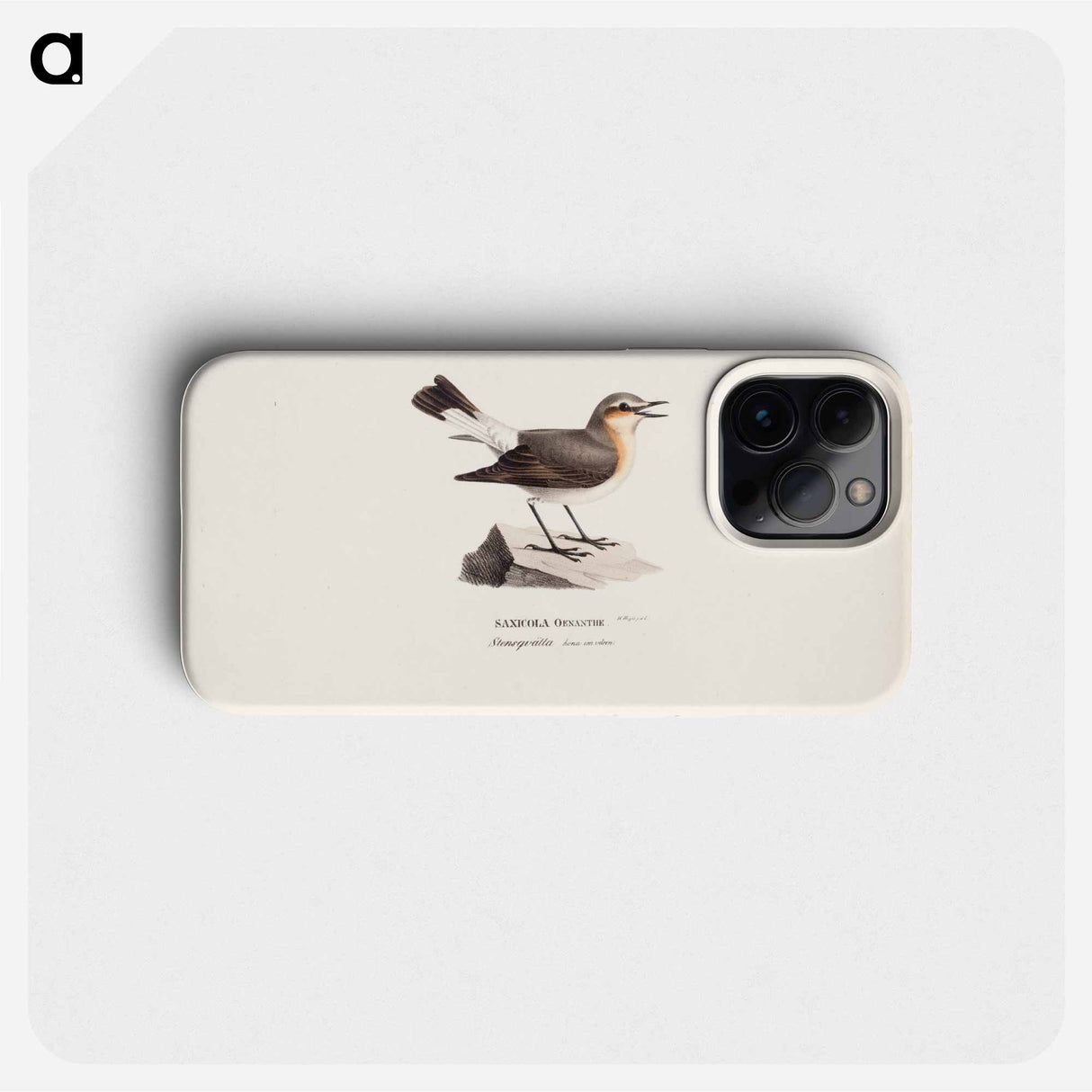 Female northern wheatear in spring - ヴィルヘルム フォン ライト Phone Case.