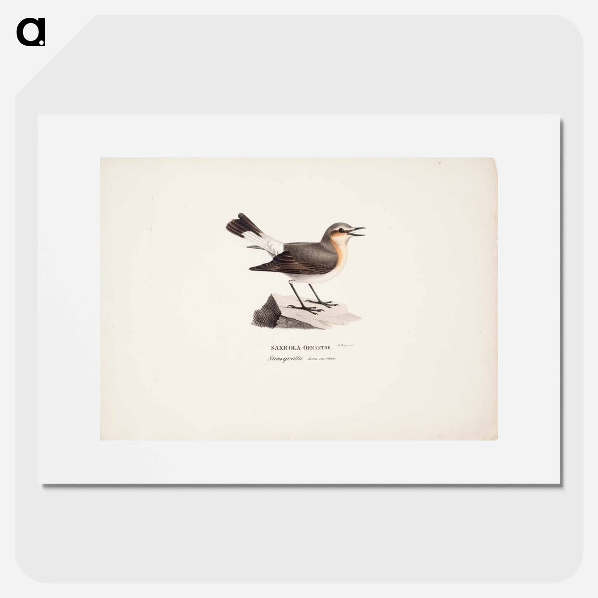 Female northern wheatear in spring - Wilhelm von Wright Poster.