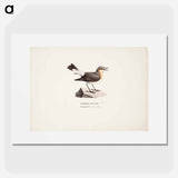 Female northern wheatear in spring - Wilhelm von Wright Poster.