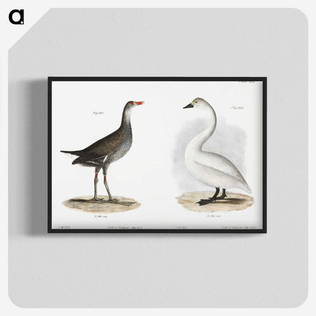 1-79_Zoology-of-New-York_blk-crop