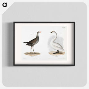 アートポスター-Florida Gallinule (Gallinula galeata) - ニューヨークの動物学 Poster.
