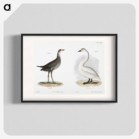 1-79_Zoology-of-New-York_blk