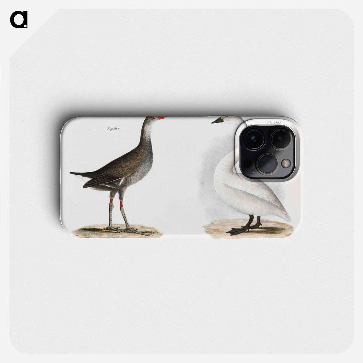 Florida Gallinule (Gallinula galeata) - ニューヨークの動物学 Phone Case.