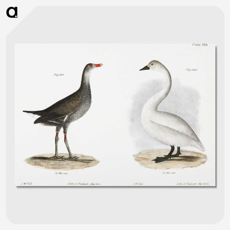 1-79_Zoology-of-New-York_picture-crop