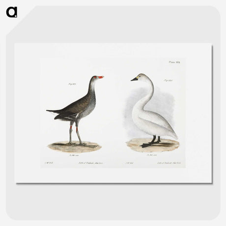 1-79_Zoology-of-New-York_picture