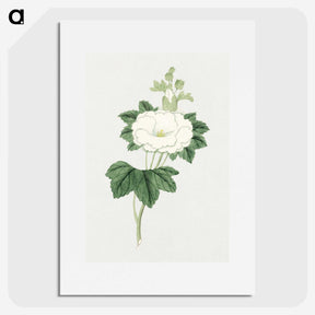 1-7_19th-Century-Japanese-Flowers_picture