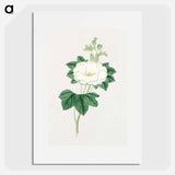 Tachi aoi - 19世紀の日本の花 Poster.