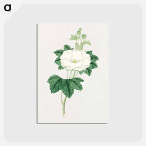 アートポストカード-Tachi aoi - 19世紀の日本の花 Postcard.