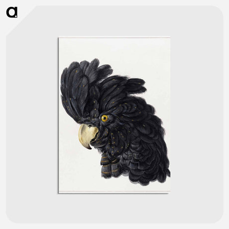 アートポストカード-Head of a Cockatoo - アールト シューマン Postcard.