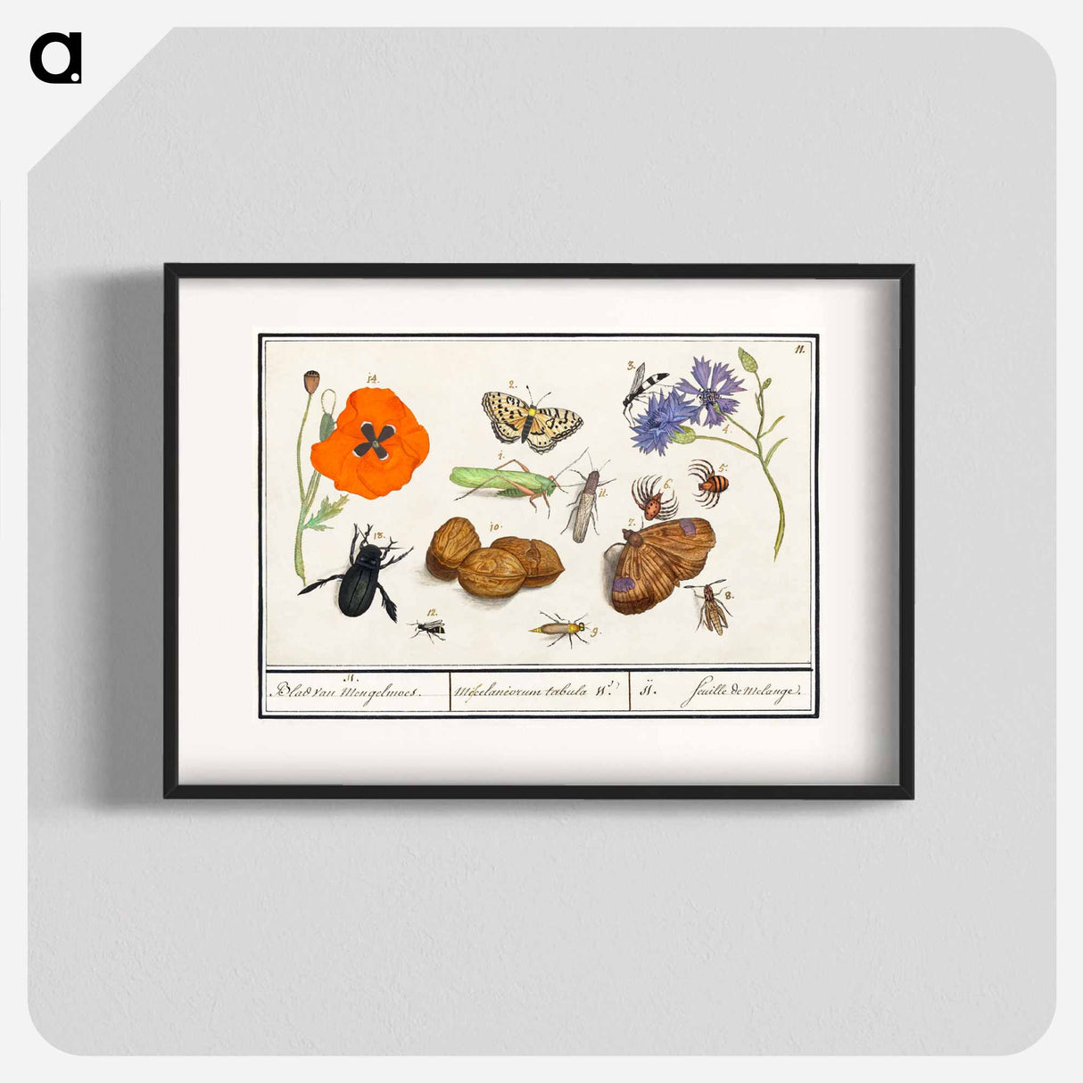 Natural History Ensemble, no. 11 - アンセルムス ボエティウス デ ブート Poster.