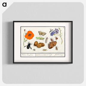 アートポスター-Natural History Ensemble, no. 11 - アンセルムス ボエティウス デ ブート Poster.