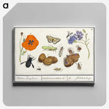 1-7_Anselmus-Boetius-de-Boodt_canvas