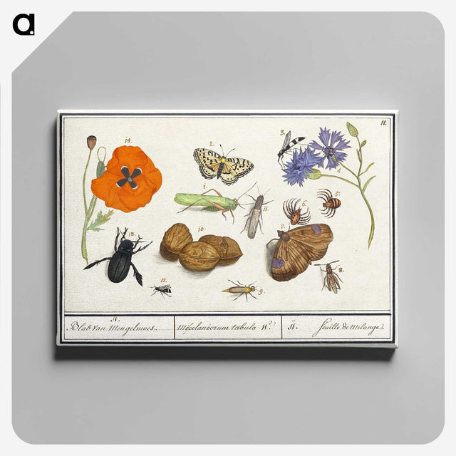 1-7_Anselmus-Boetius-de-Boodt_canvas
