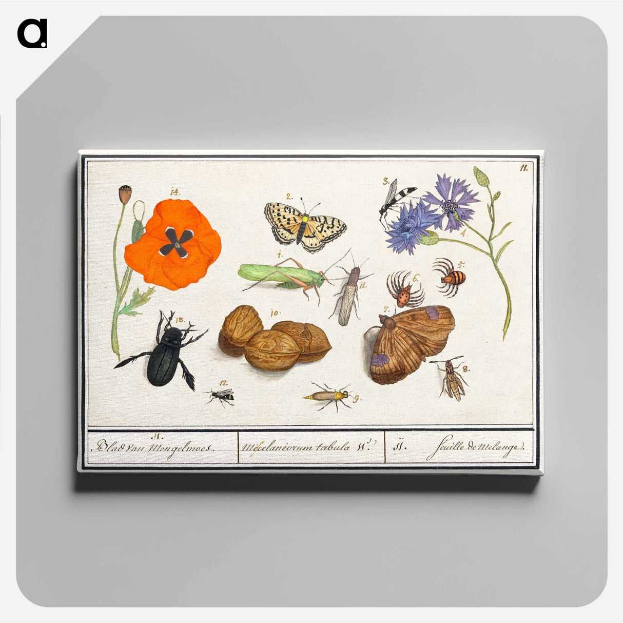 Natural History Ensemble, no. 11 - アンセルムス ボエティウス デ ブート Canvas.