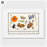 Natural History Ensemble, no. 11 - アンセルムス ボエティウス デ ブート Poster.